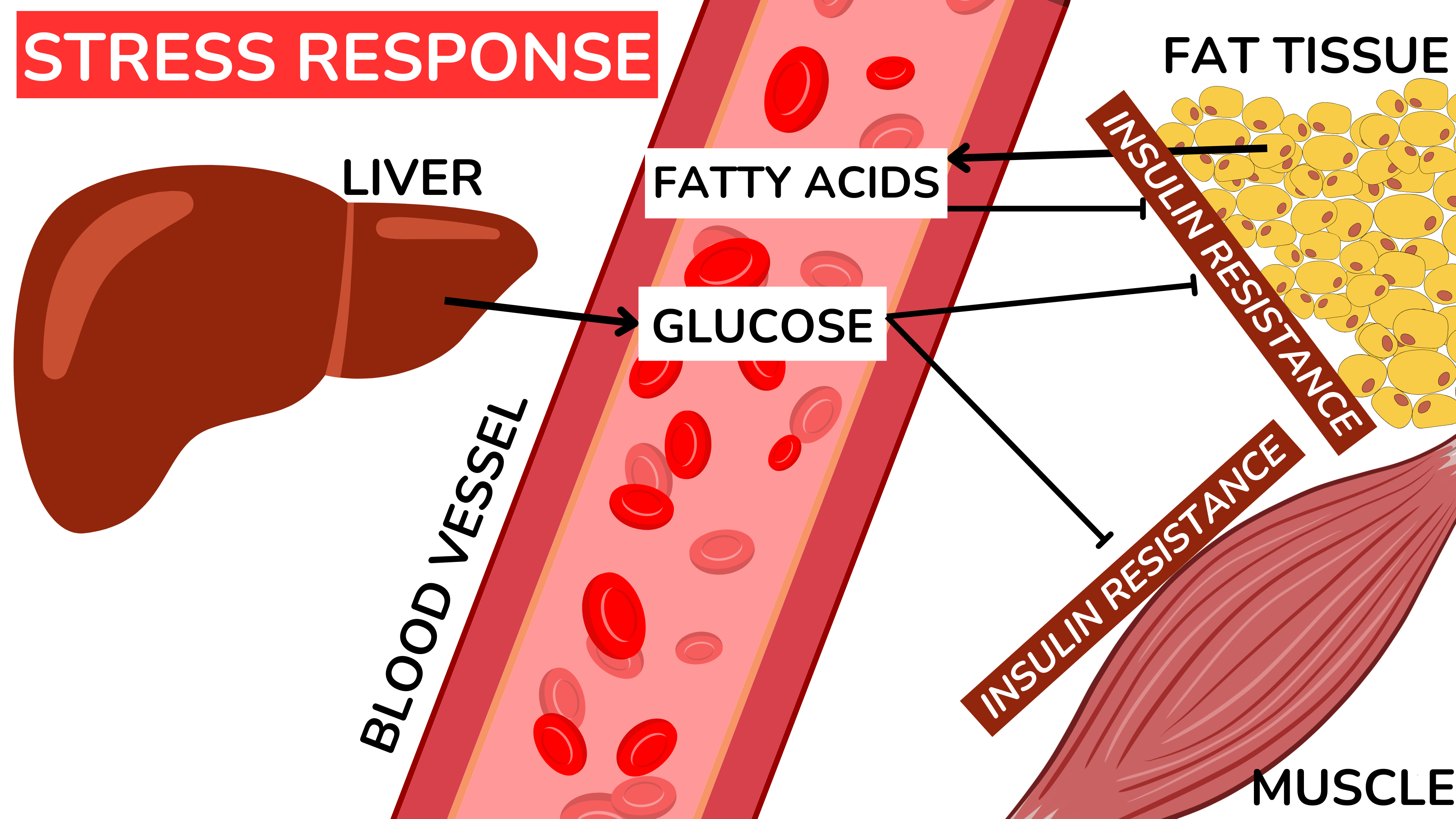 在应激反应期间，脂肪组织、肌肉和肝脏会产生胰岛素抵抗，导致血液中两种主要燃料——葡萄糖和脂肪酸——的水平升高。
