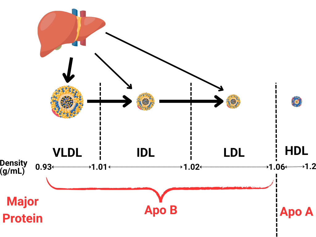 VLDL、IDL 和 LDL 均由肝脏产生，它们都是同一种脂蛋白颗粒：大部分由肝脏产生，为富含甘油三酯的 VLDL，这些颗粒会脱落脂肪组织中的甘油三酯并收缩，从而变成 IDL，然后变成 LDL